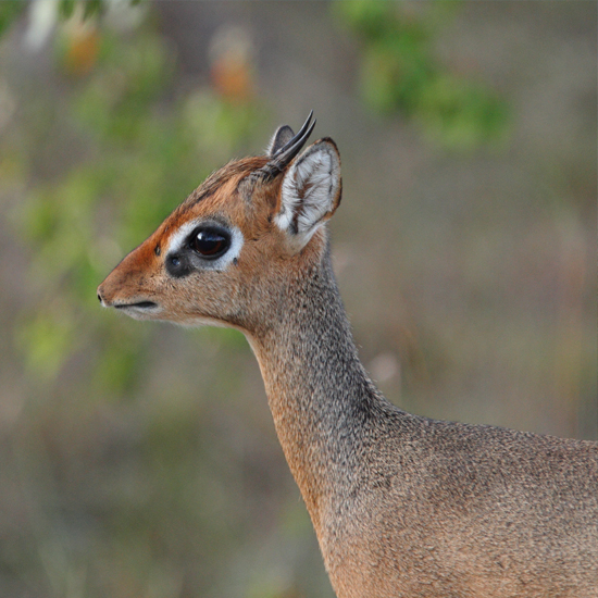 Our Role in the Environmental Commodity Market