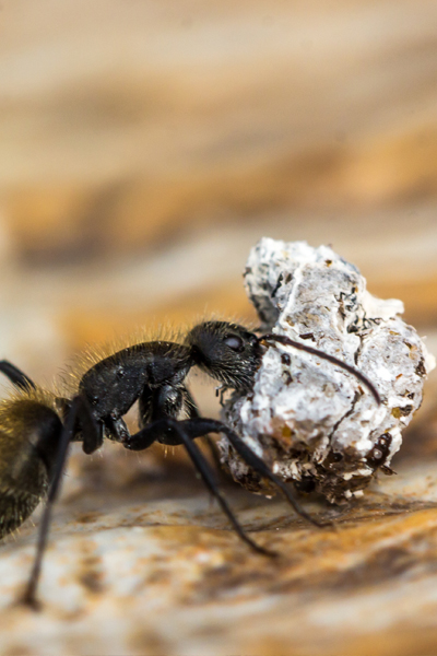 Investment Opportunities