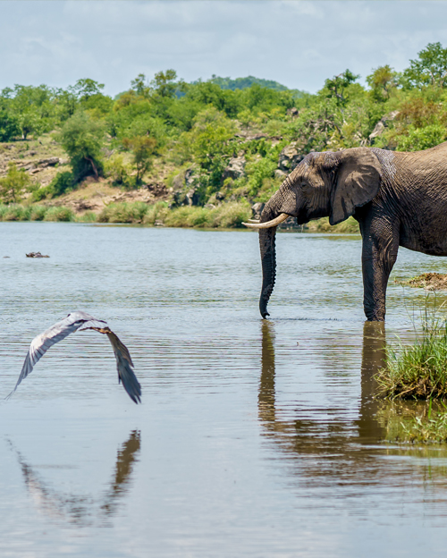 The World’s Green Lung