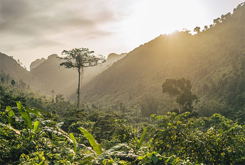 Nature-Based Solutions Projects